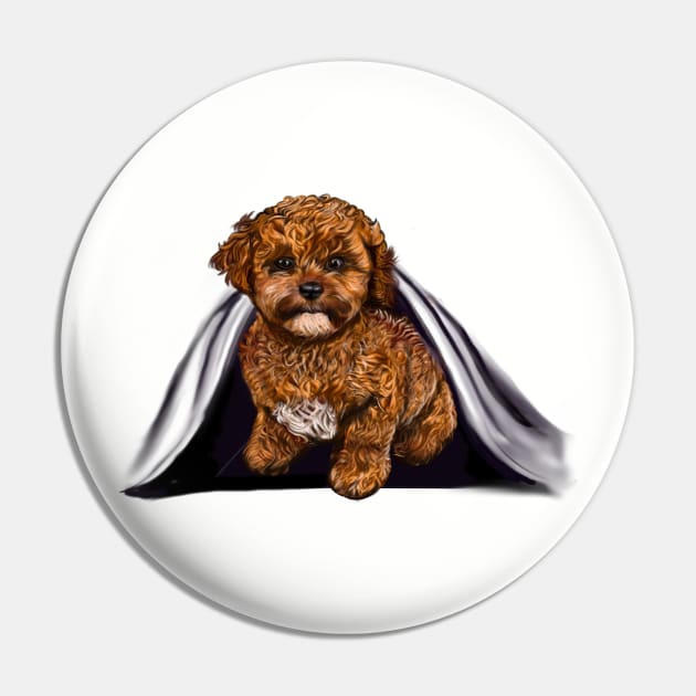 cavalier King Charles spaniel Under cover2 Cavapoochon Cavapoo Cavoodle - Lucky the cute  cavalier King Charles spaniel Bichon frise Pin by Artonmytee