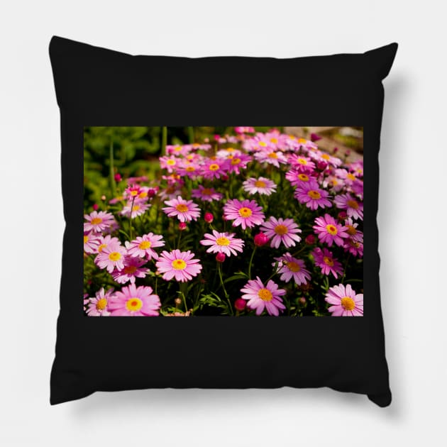 Pink Daisy Pillow by BraaiNinja