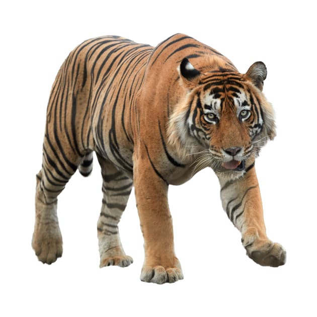 Bengal Tiger by Endangered Animals