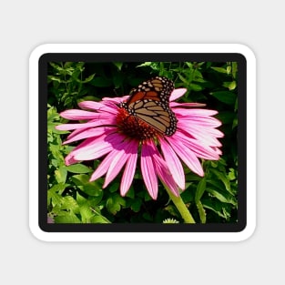 Beautiful Monarch resting on a coneflower Magnet