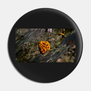 Mushroom growing in the wild jigsaw puzzle Pin