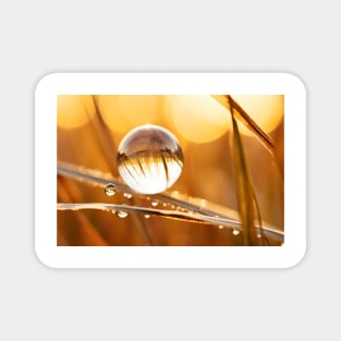 Wheat Water Drop Nature Serene Tranquil Magnet