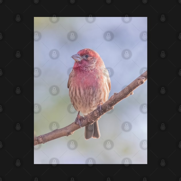 House Finch on blue/green blurred background by BirdsnStuff