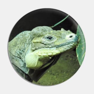 Rhinoceros Iguana Pin