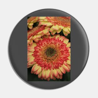 Gerbera in bewegung Pin