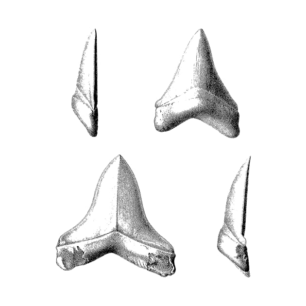 Shark Teeth | Great White Megalodon Fossils by encycloart