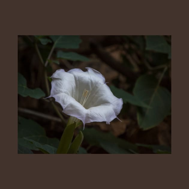 Sacred Datura - White Wildflower by Debra Martz