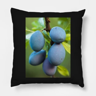 Ripe blue plums in an orchard Pillow