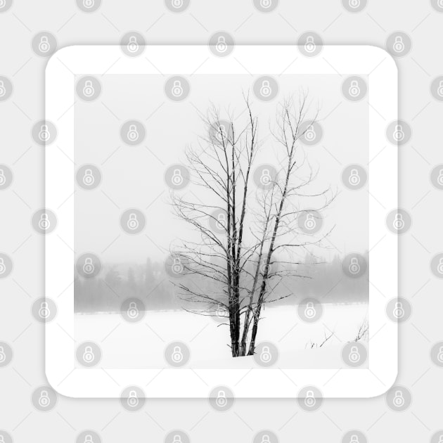 Tree in winter Magnet by CanadianWild418