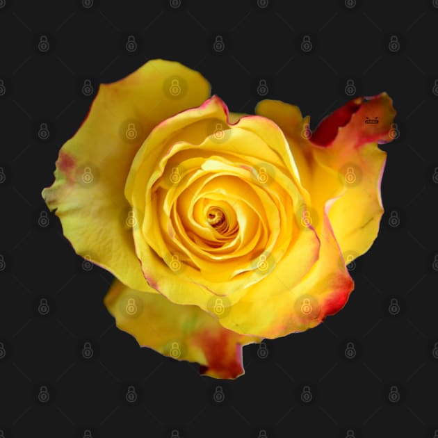 Rose yellow by Wolf Art / Swiss Artwork Photography