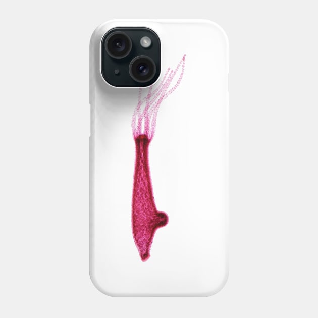 Hydra under the microscope Phone Case by SDym Photography
