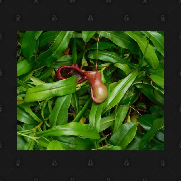 Pitcher Plants by HFGJewels