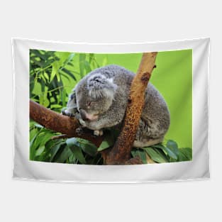 Koala At Rest Tapestry