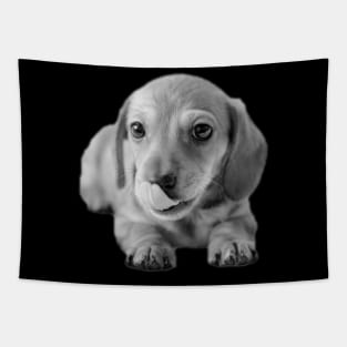 Dachshund Puppy Licking Lips Tapestry