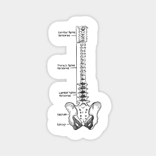 Spine Magnet