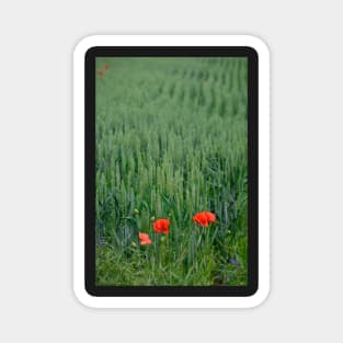 Poppies in Wheat Field Magnet