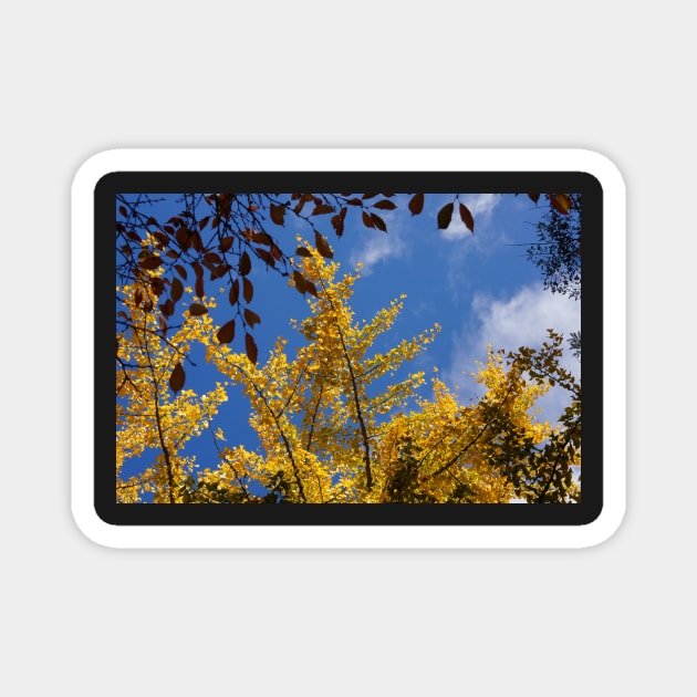 golden gingko tree Magnet by sma1050