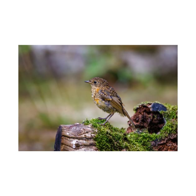 Juvenile Robin by GrahamPrentice