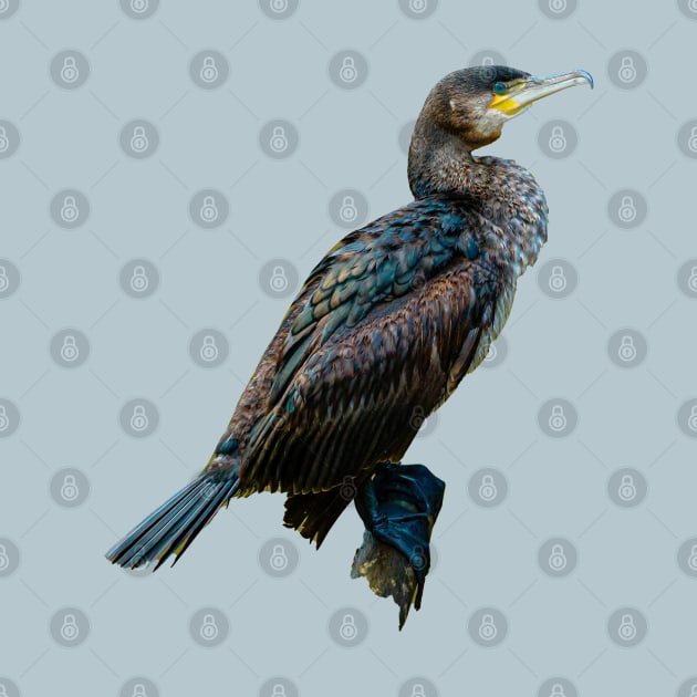 Cormorant by dalyndigaital2@gmail.com