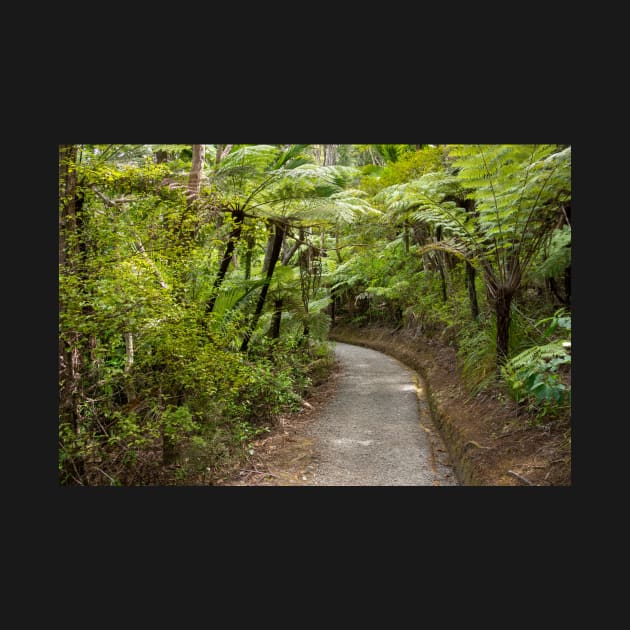 Tree Fern Path by sma1050