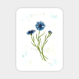 Cornflowers Magnet