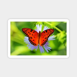 Passion Butterfly Magnet