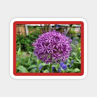 Allium flower Magnet