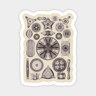 Ernst Haeckel Diatoms Lavender Gray Magnet