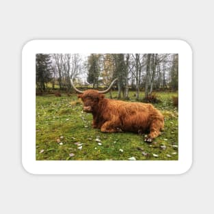 Scottish Highland Cattle Cow 2133 Magnet
