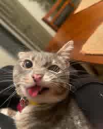 Rigby Cat profile image
