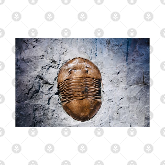 Fossil 2 by Wolf Art / Swiss Artwork Photography