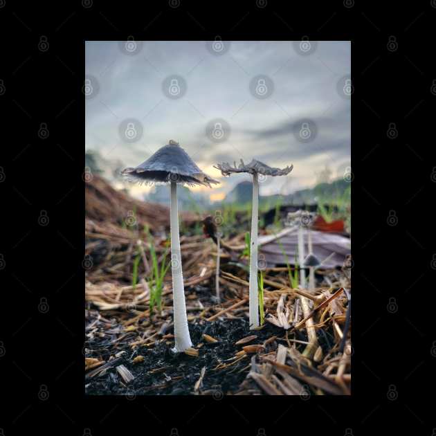 Mushrooms In The Morning by Rhasani Tong Go