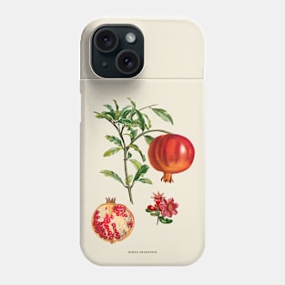 Pomegranate Antique Botanical Illustration Phone Case