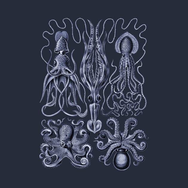 Ernst Haeckel Gamochonia Octopus Violet by Scientistudio