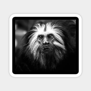 Black and White Golden Lion Tamarin Magnet