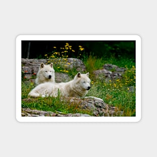 Arctic Wolves Magnet