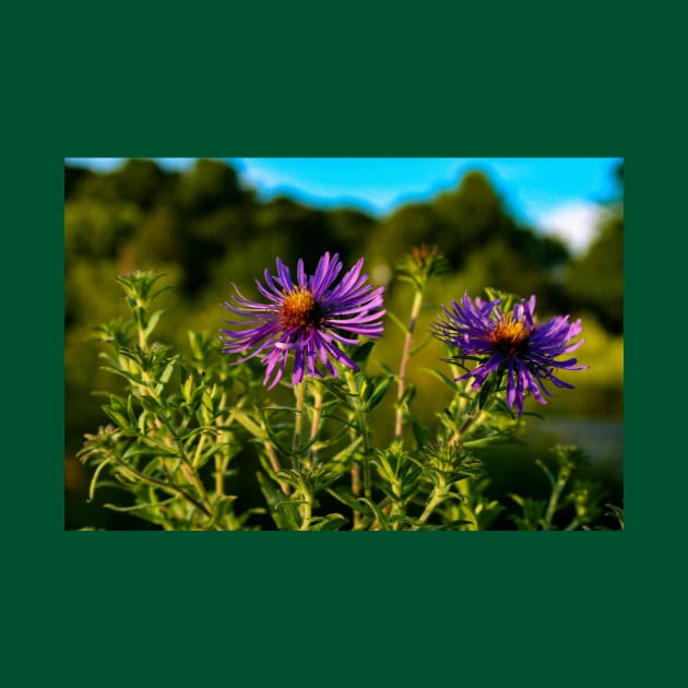 Asters by Rob Johnson Photography