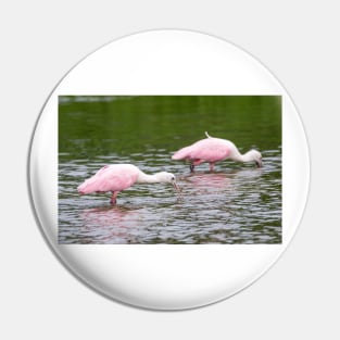 Pink Roseate Spoonbills Feeding Pin