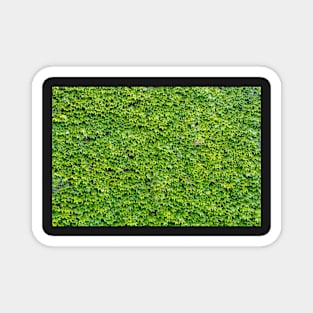 Natural green leaf wall Magnet