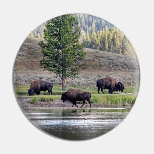 Three Buffalo grazing in Yellowstone Pin