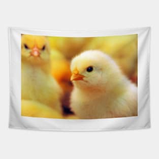 Chicks Tapestry