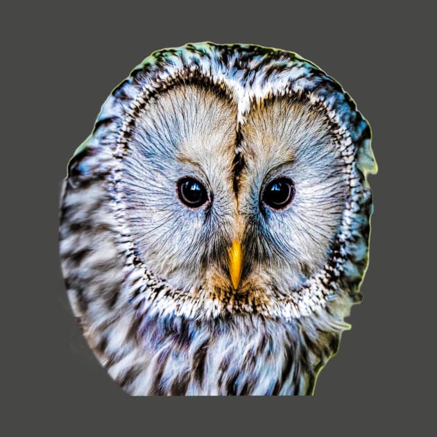 Realistic color pattern - eyes and head of an owl by Hujer