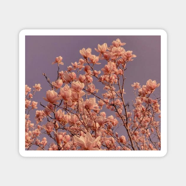 Magnolia blooming flower Magnet by tbarbaraa