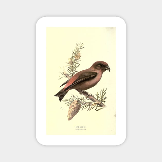 Crossbill Magnet by Jeramy's Store 1