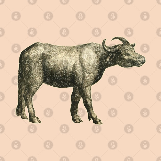 Vintage drawing Buffalo by Marccelus