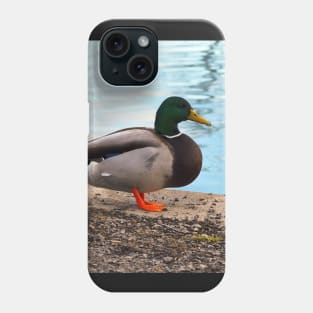 Male Mallard Duck Standing By The Pond Phone Case