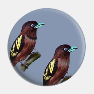 Banded Broadbill  | Eurylaimus harteti ⚥ Pin