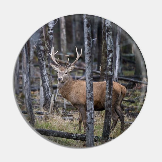 Red Deer Buck Pin by jaydee1400