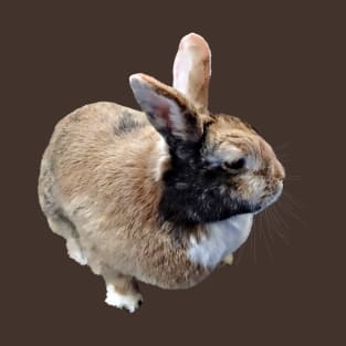 Mini Rex Rabbit T-Shirt