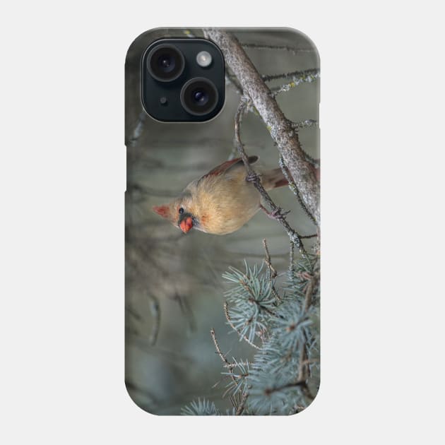 Female Northern Cardinal Phone Case by jaydee1400